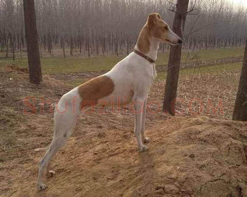 郎世宁画笔下的中国猎犬 | 书画常识