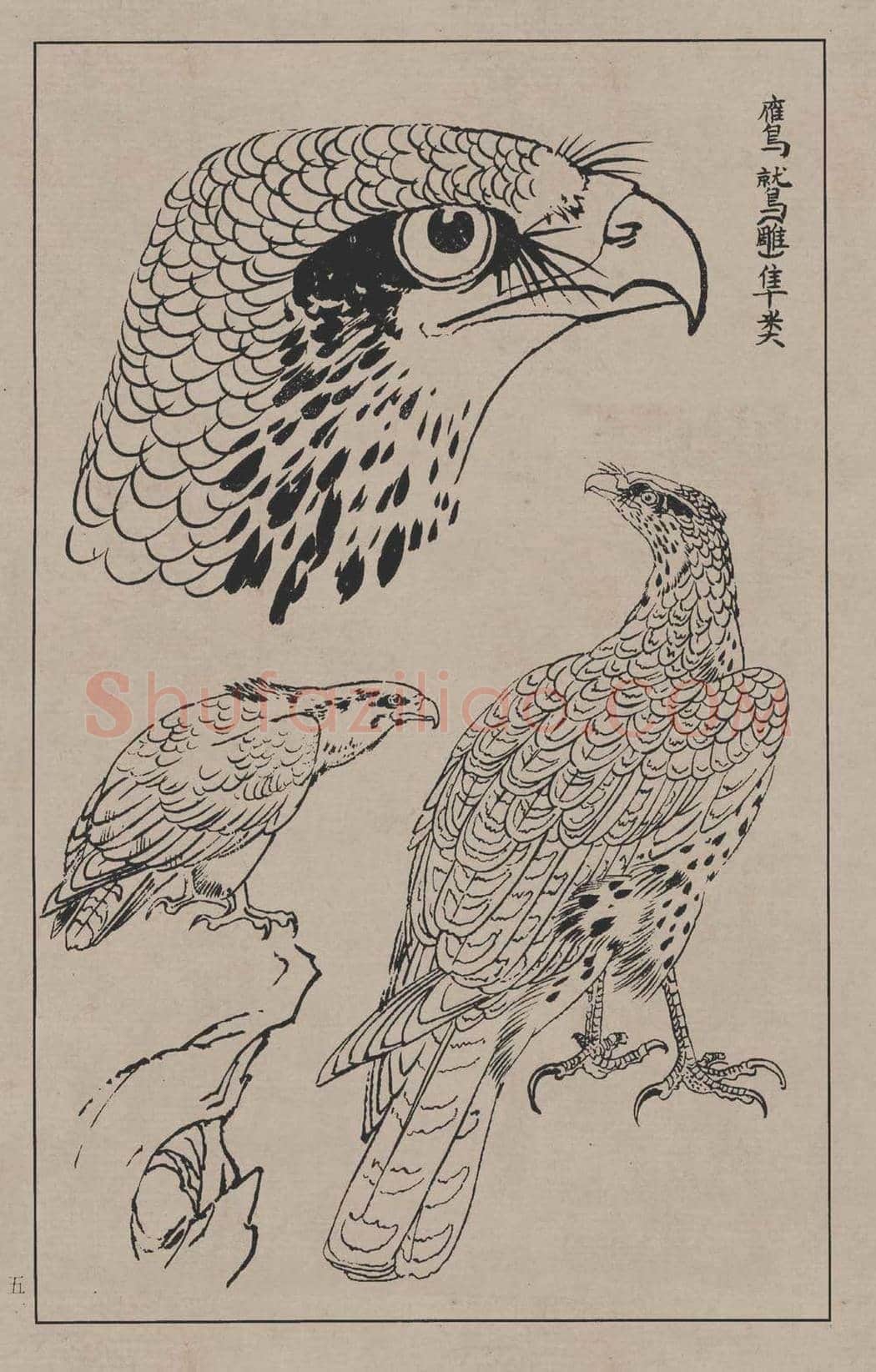 工笔画线描百鸟画谱，太美了 | 书画资料
