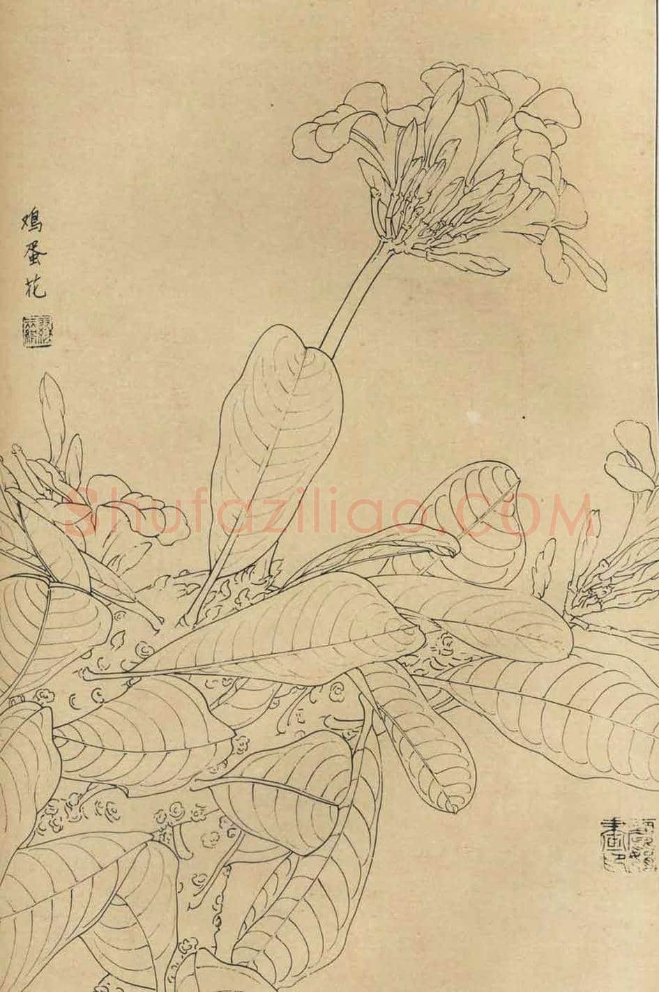 百花图谱大全【白描画】 | 书画资料