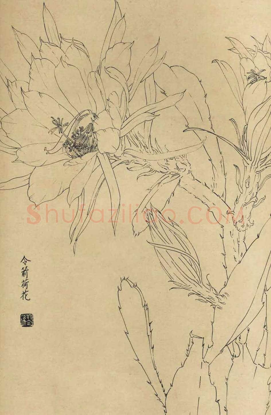 百花图谱大全【白描画】 | 书画资料