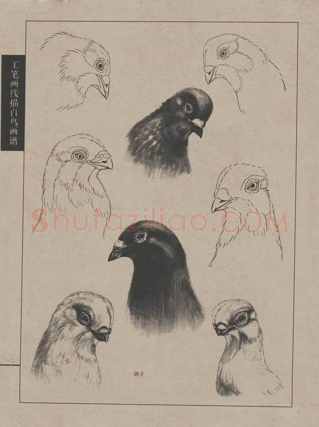 工笔画线描百鸟画谱，太美了 | 书画资料