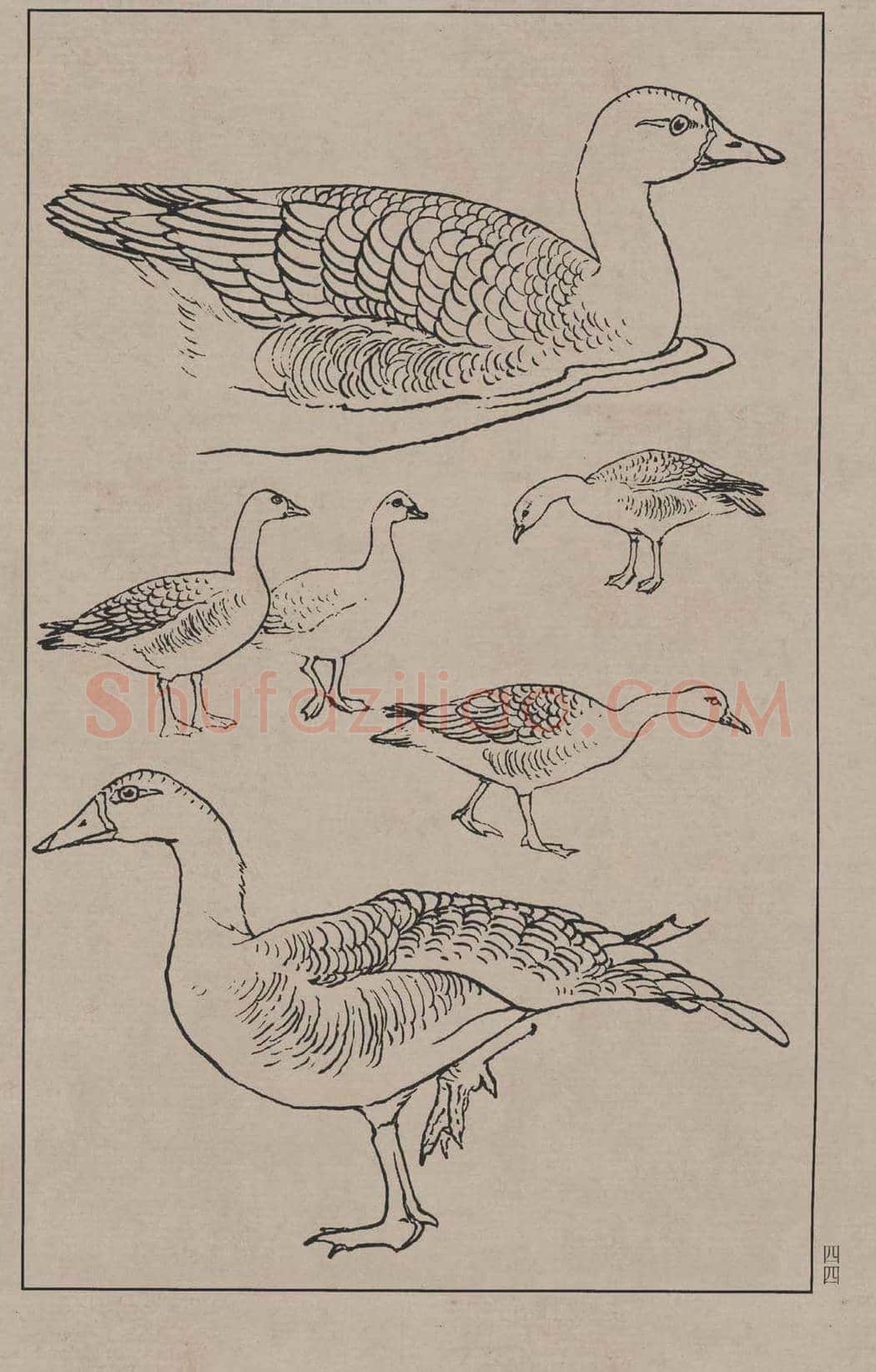 工笔画线描百鸟画谱，太美了 | 书画资料