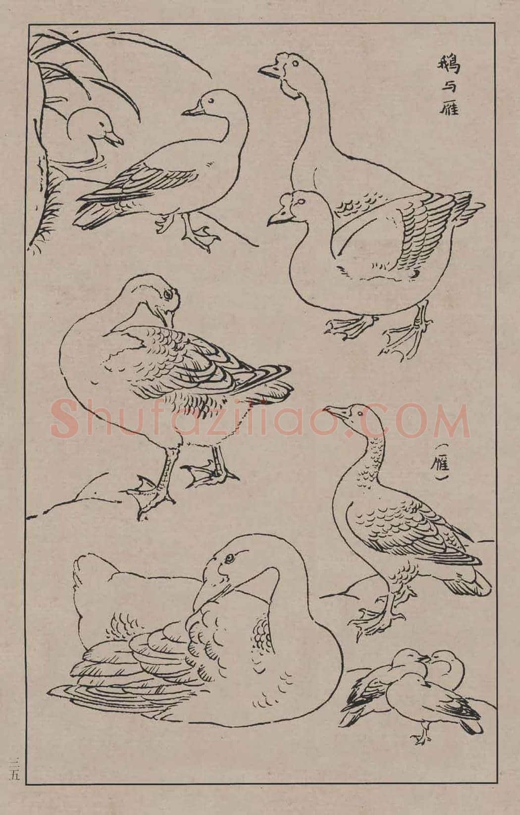 工笔画线描百鸟画谱，太美了 | 书画资料
