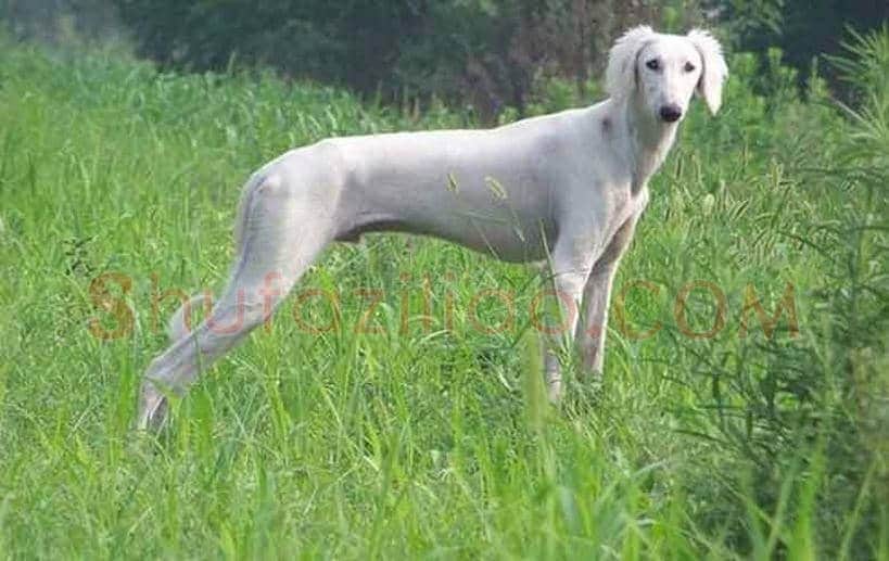 郎世宁画笔下的中国猎犬 | 书画常识