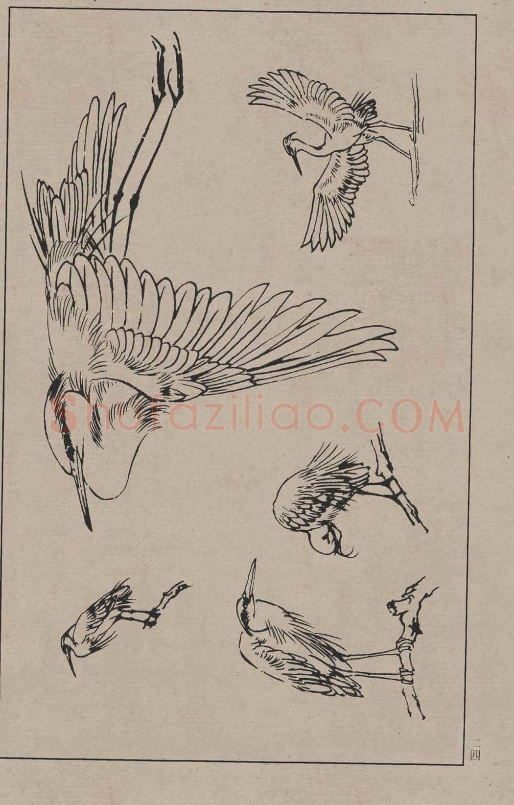 工笔画线描百鸟画谱，太美了 | 书画资料