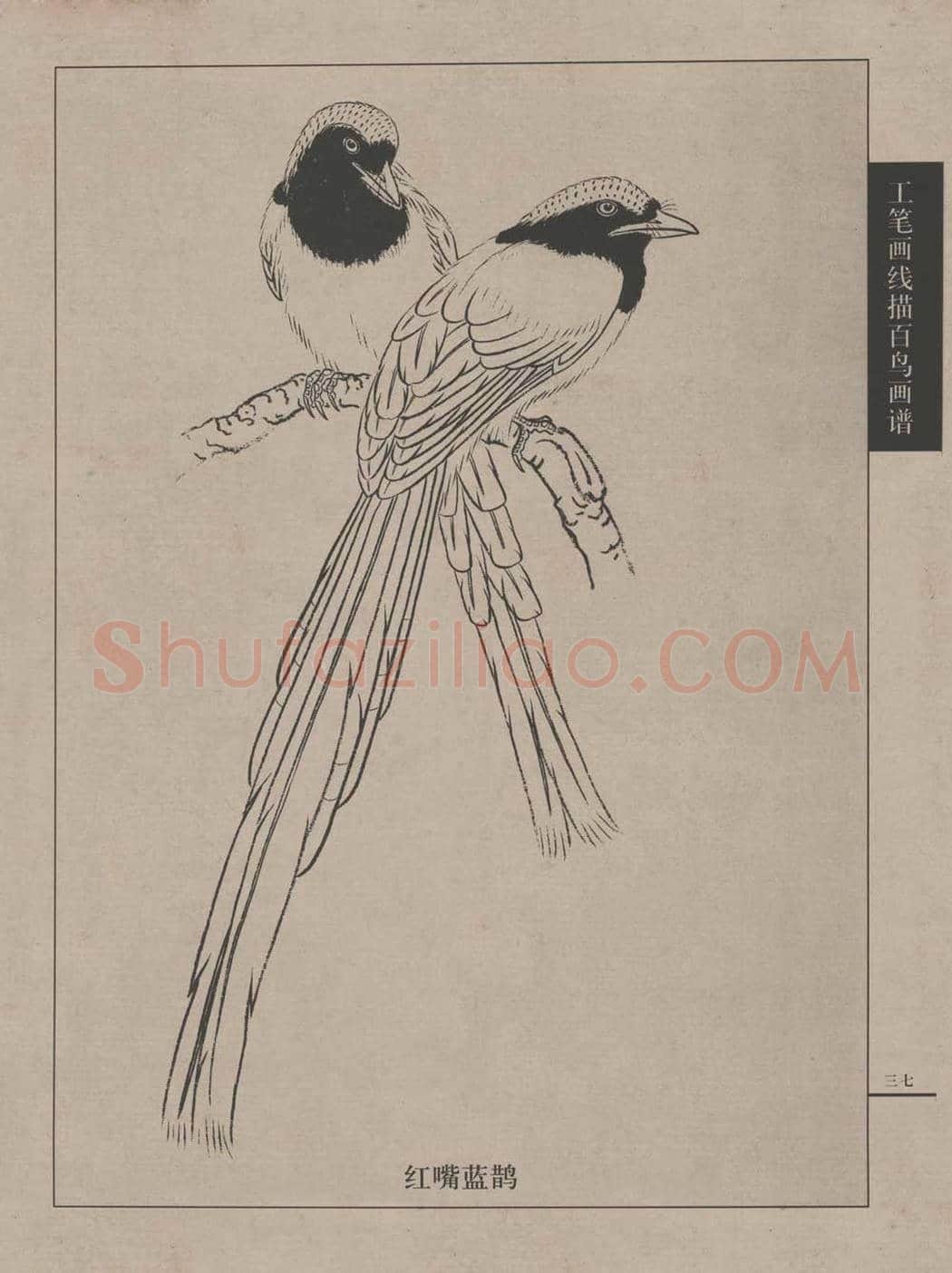 工笔画线描百鸟画谱，太美了 | 书画资料
