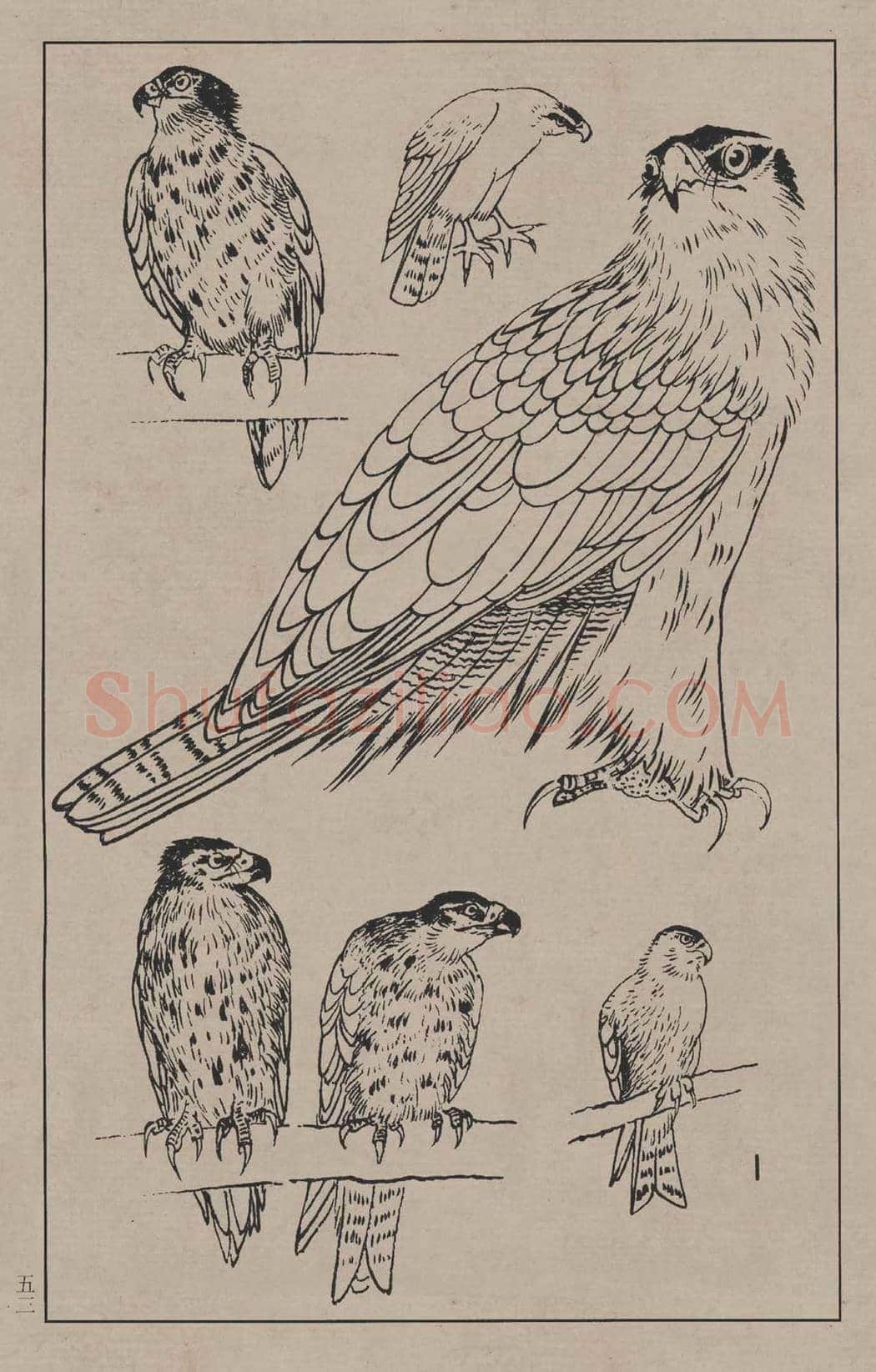 工笔画线描百鸟画谱，太美了 | 书画资料