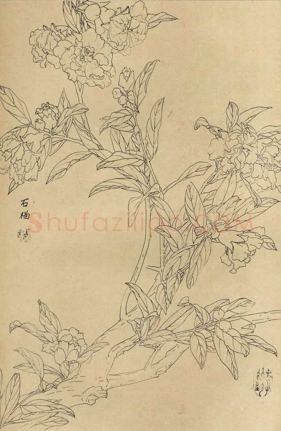 百花图谱大全【白描画】 | 书画资料