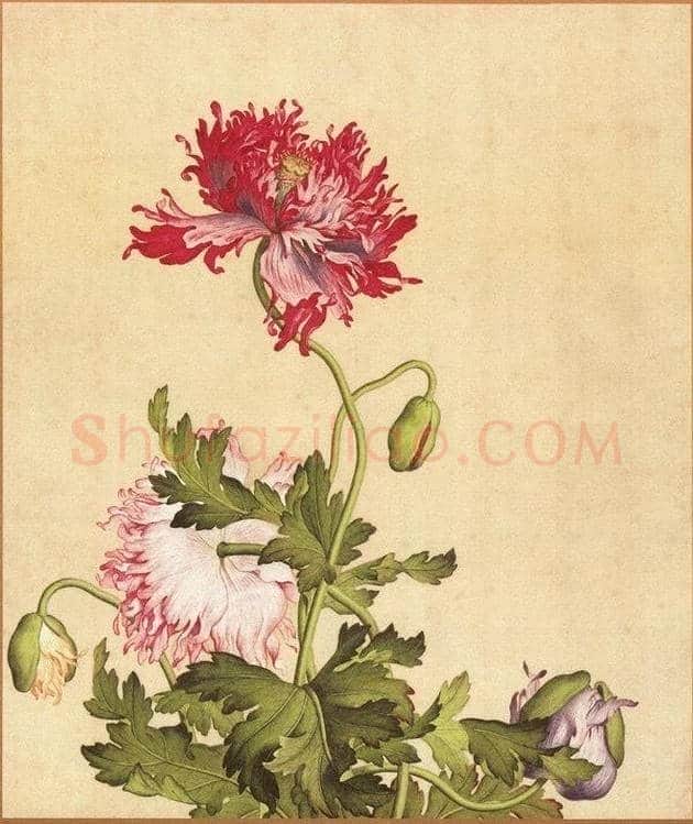 郎世宁笔下的中国花鸟 | 书画知识