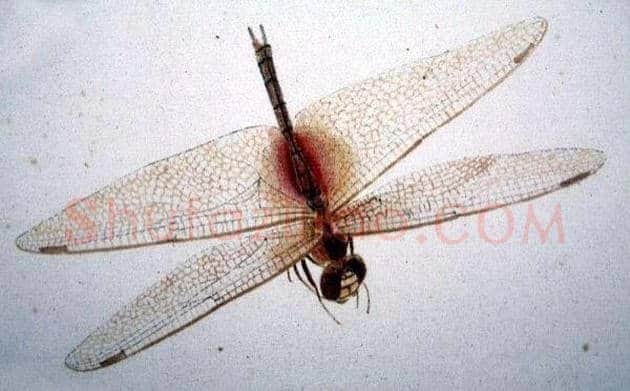 齐白石画笔下的蜻蜓,写实功底一流! | 书画学堂