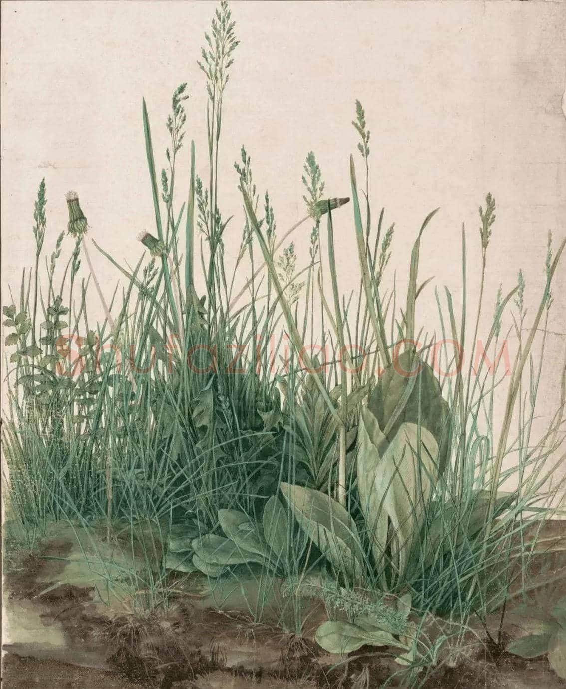 丢勒水彩画《一大块草皮》欣赏 | 书画学堂