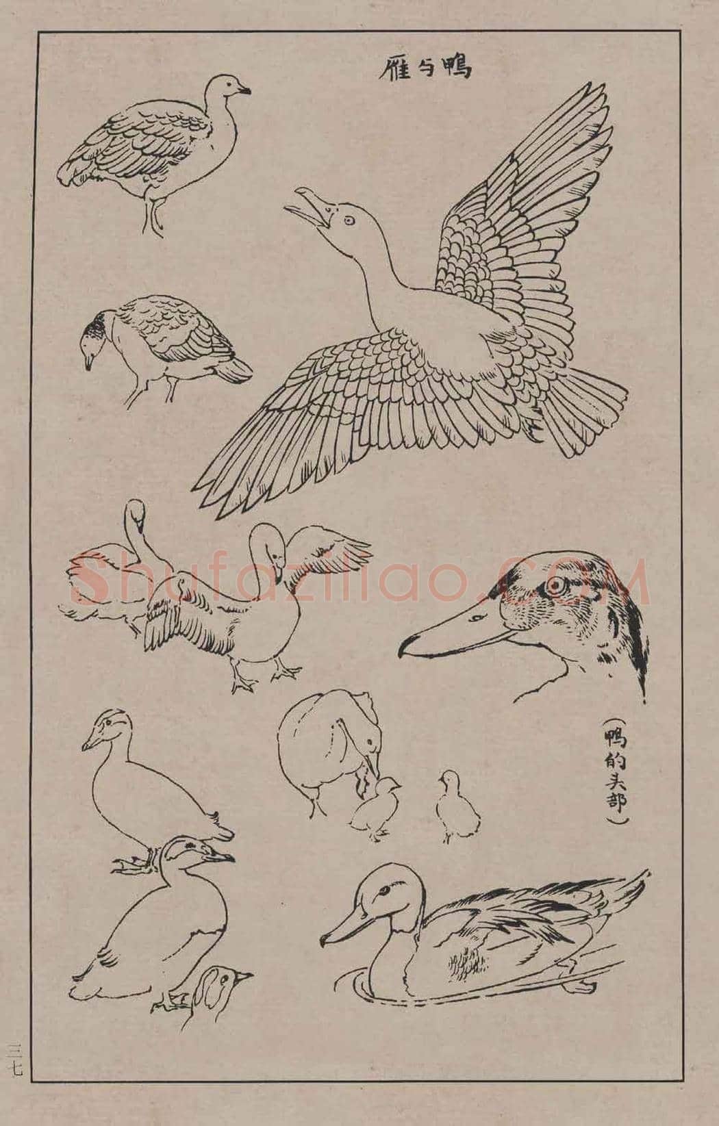 工笔画线描百鸟画谱，太美了 | 书画资料
