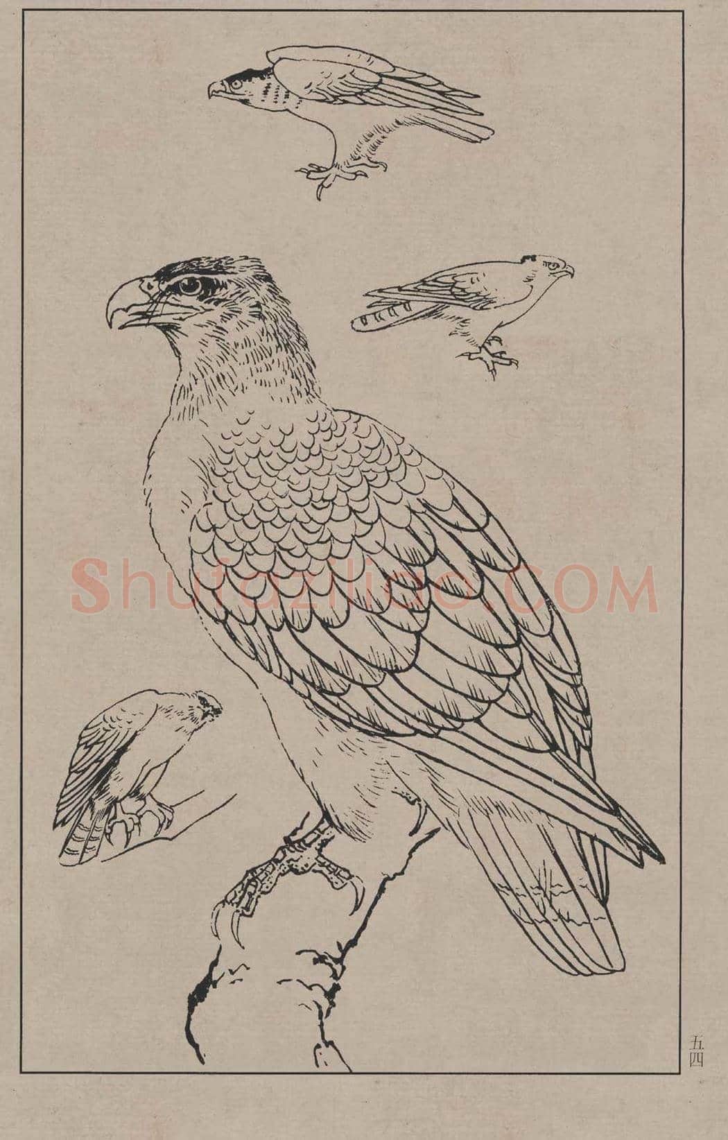 工笔画线描百鸟画谱，太美了 | 书画资料