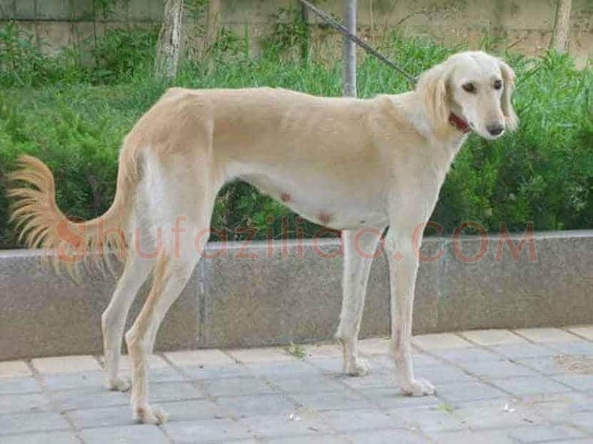 郎世宁画笔下的中国猎犬 | 书画常识