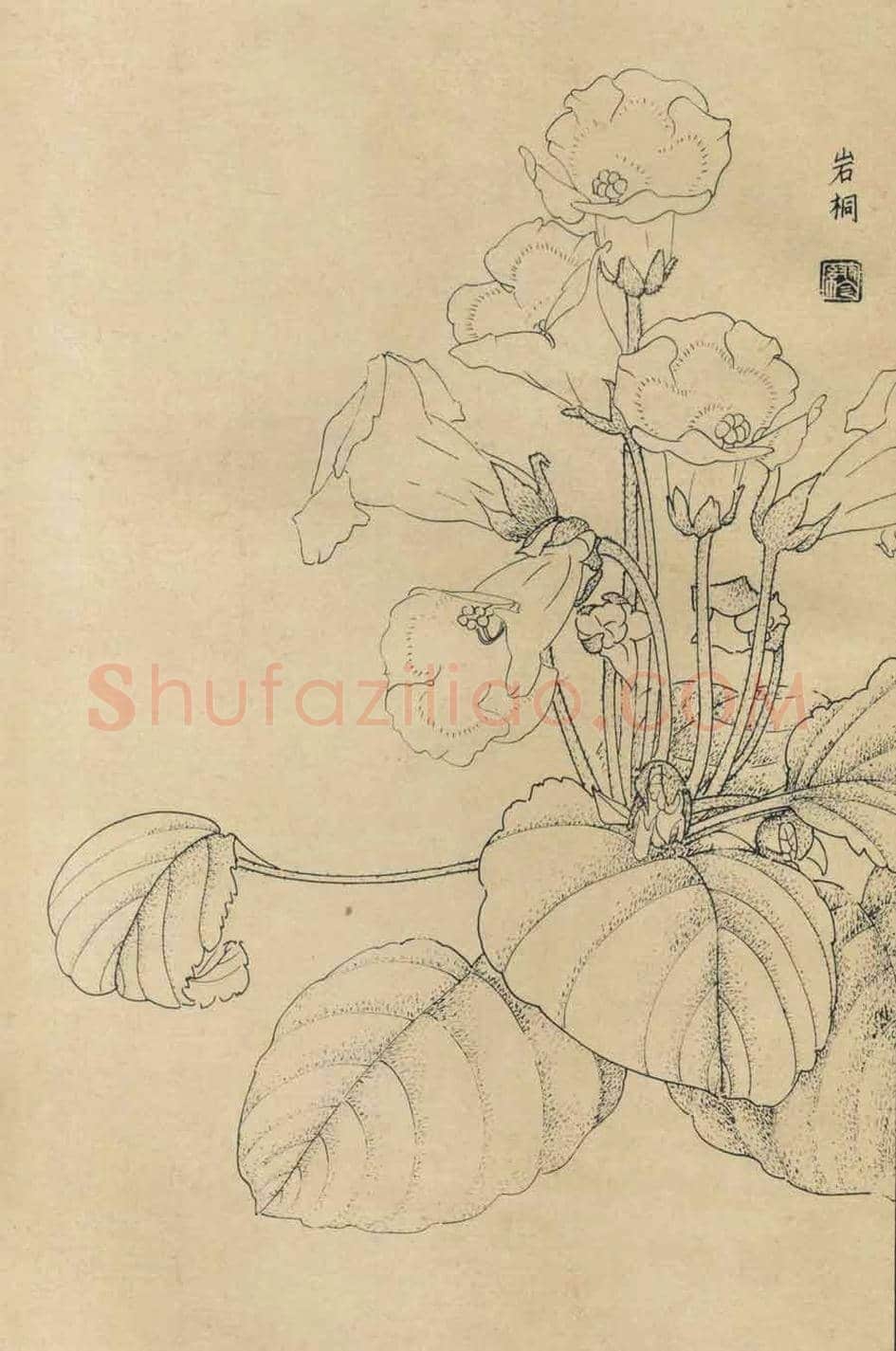 百花图谱大全【白描画】 | 书画资料