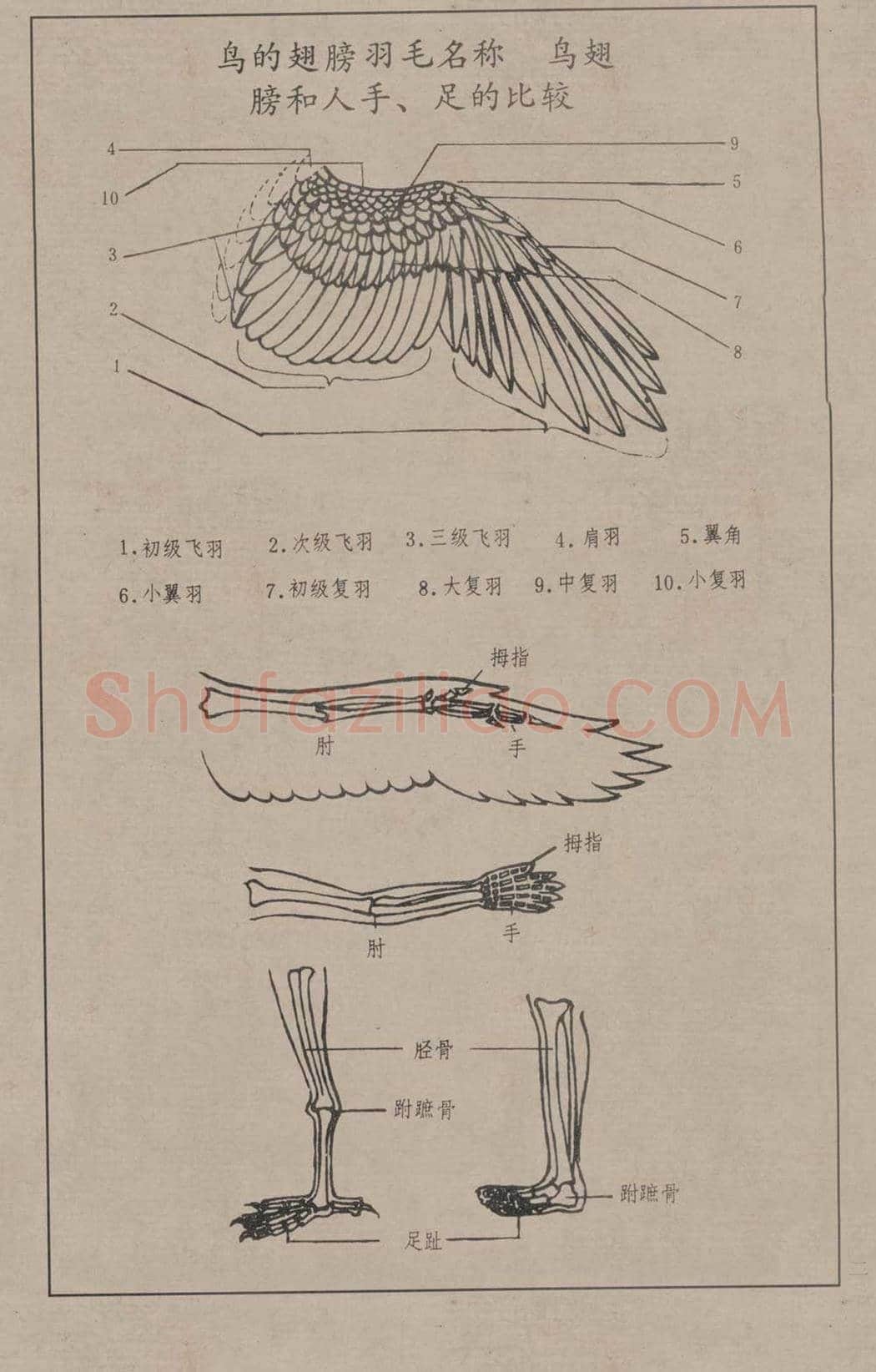 工笔画线描百鸟画谱，太美了 | 书画资料