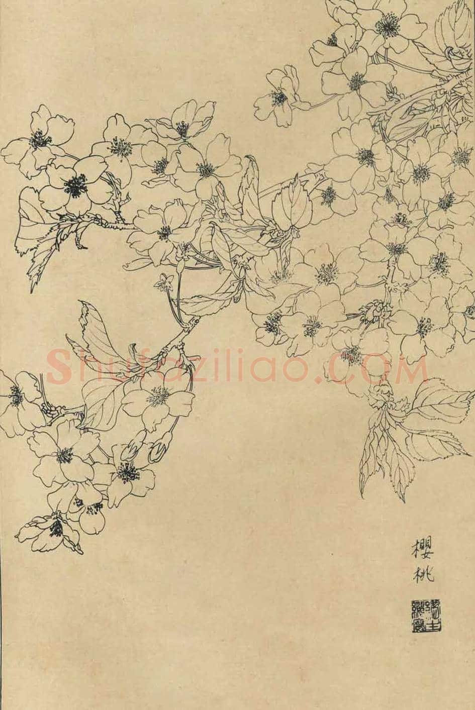 百花图谱大全【白描画】 | 书画资料