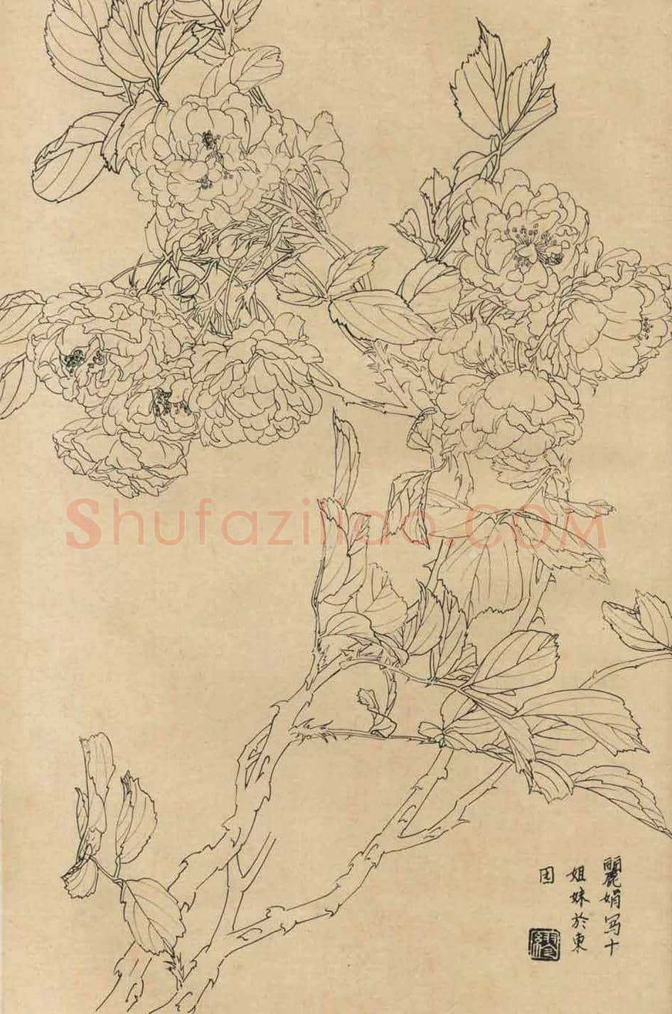 百花图谱大全【白描画】 | 书画资料