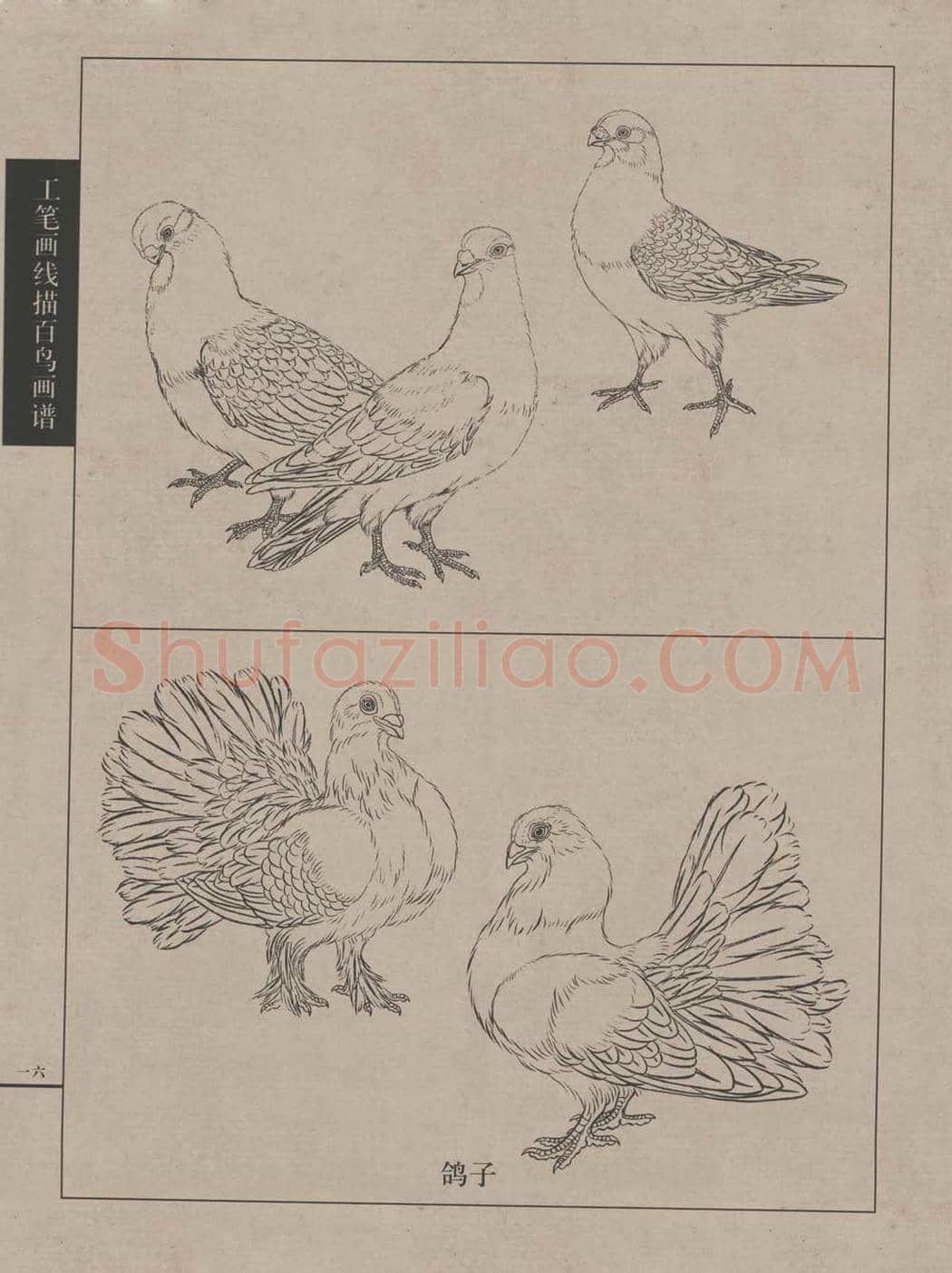 工笔画线描百鸟画谱，太美了 | 书画资料