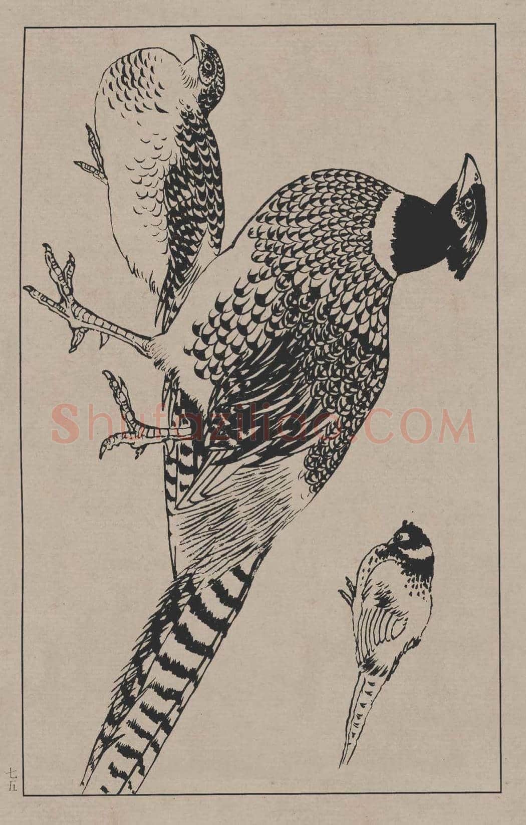 工笔画线描百鸟画谱，太美了 | 书画资料