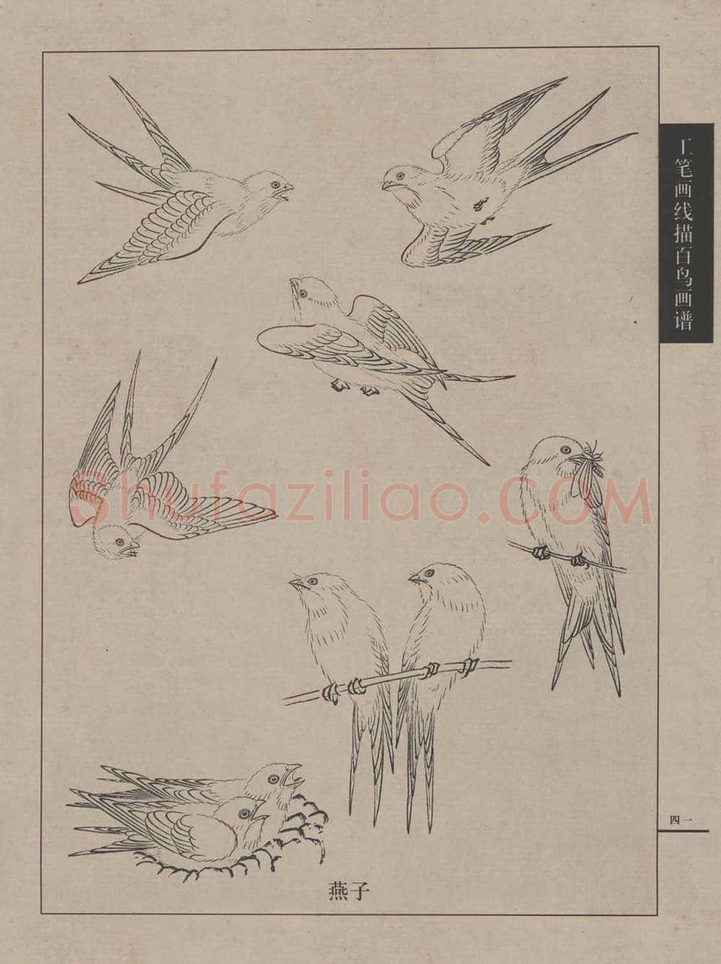 工笔画线描百鸟画谱，太美了 | 书画资料