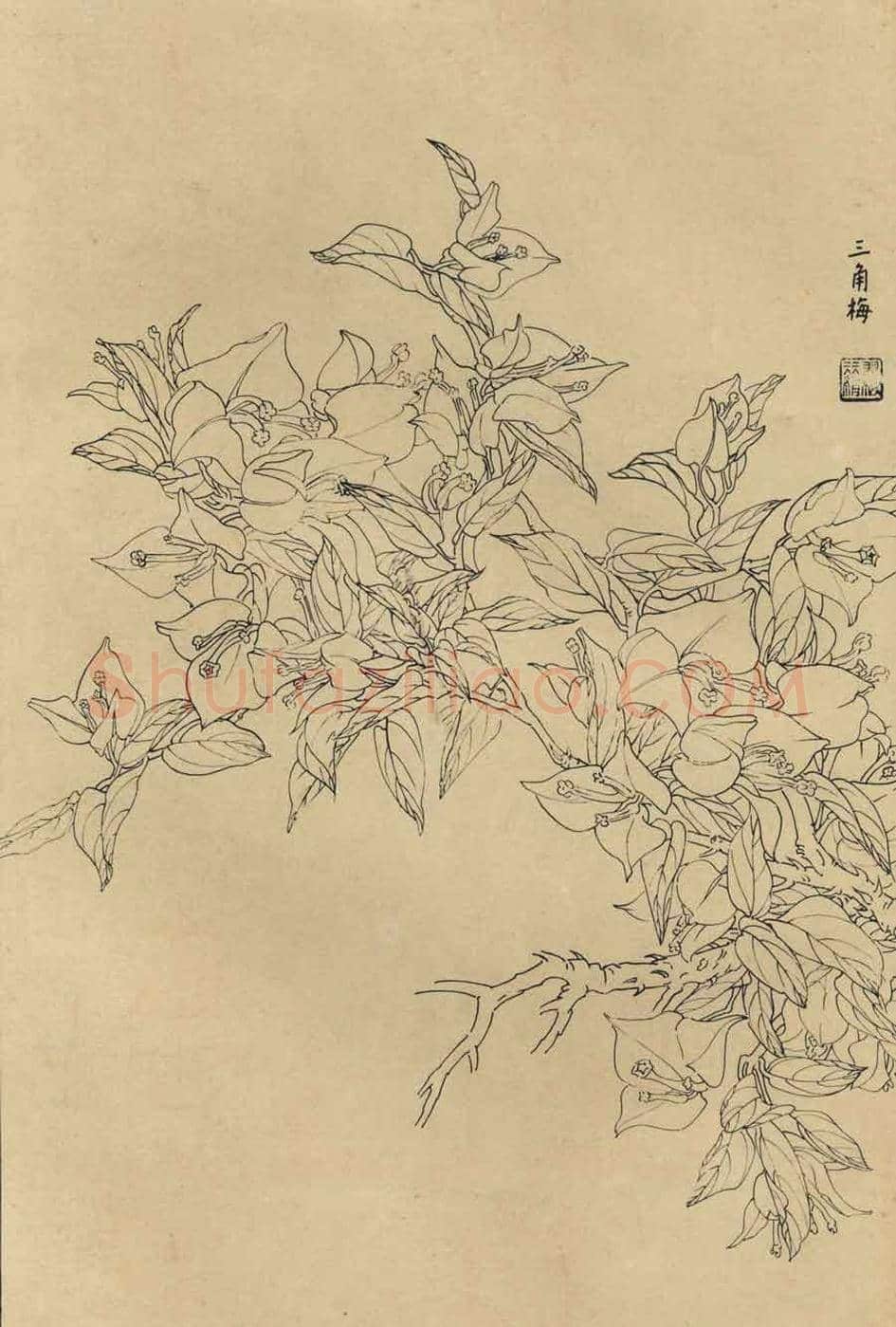 百花图谱大全【白描画】 | 书画资料