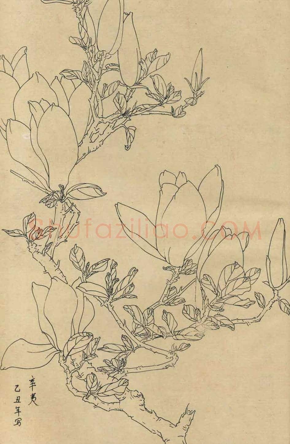 百花图谱大全【白描画】 | 书画资料