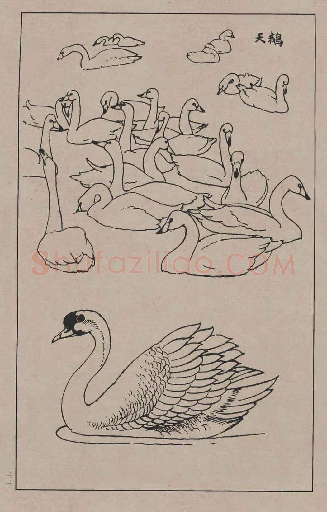 工笔画线描百鸟画谱，太美了 | 书画资料