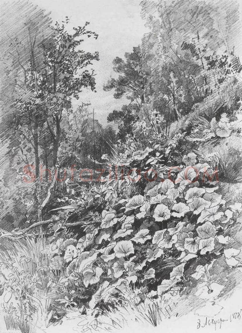 俄罗斯大师希施金作品欣赏 | 书画科普