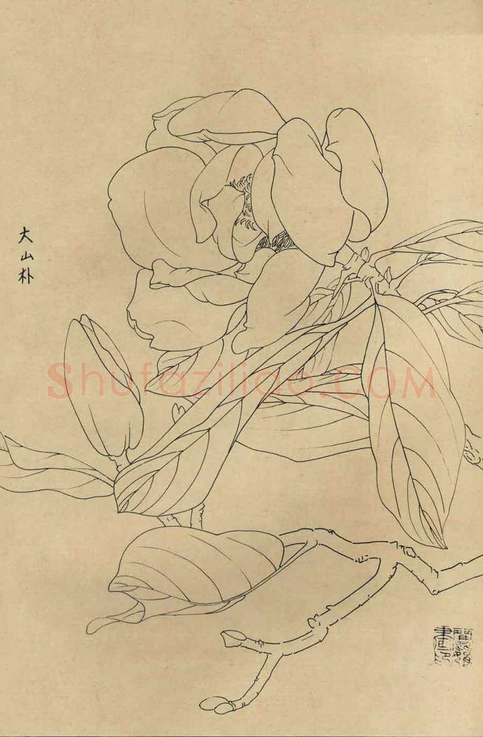 百花图谱大全【白描画】 | 书画资料