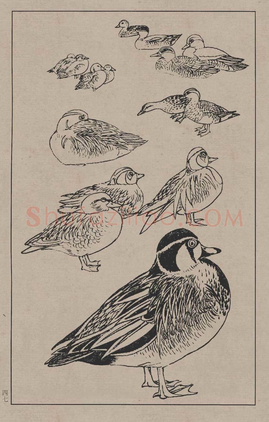 工笔画线描百鸟画谱，太美了 | 书画资料