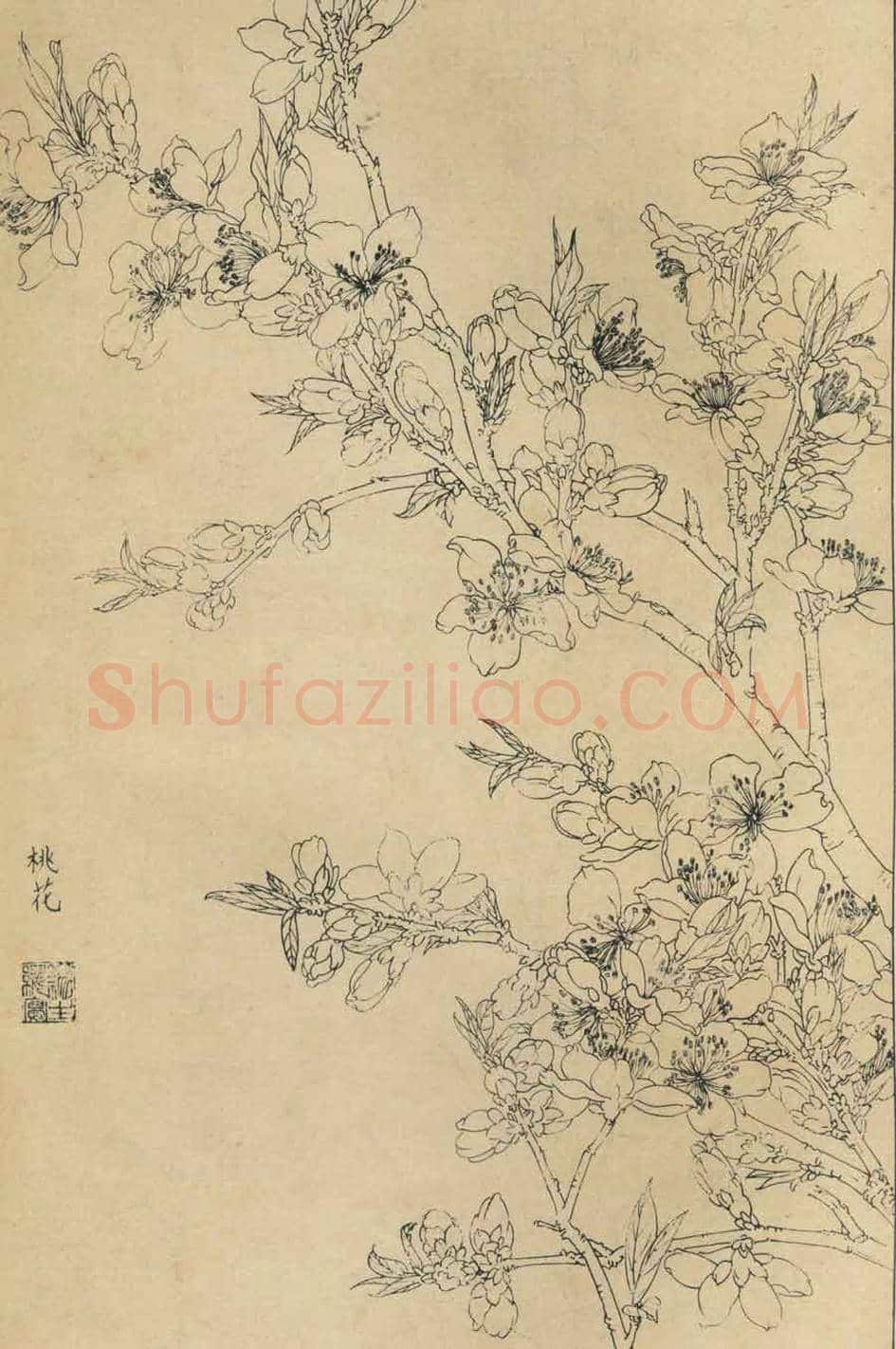 百花图谱大全【白描画】 | 书画资料