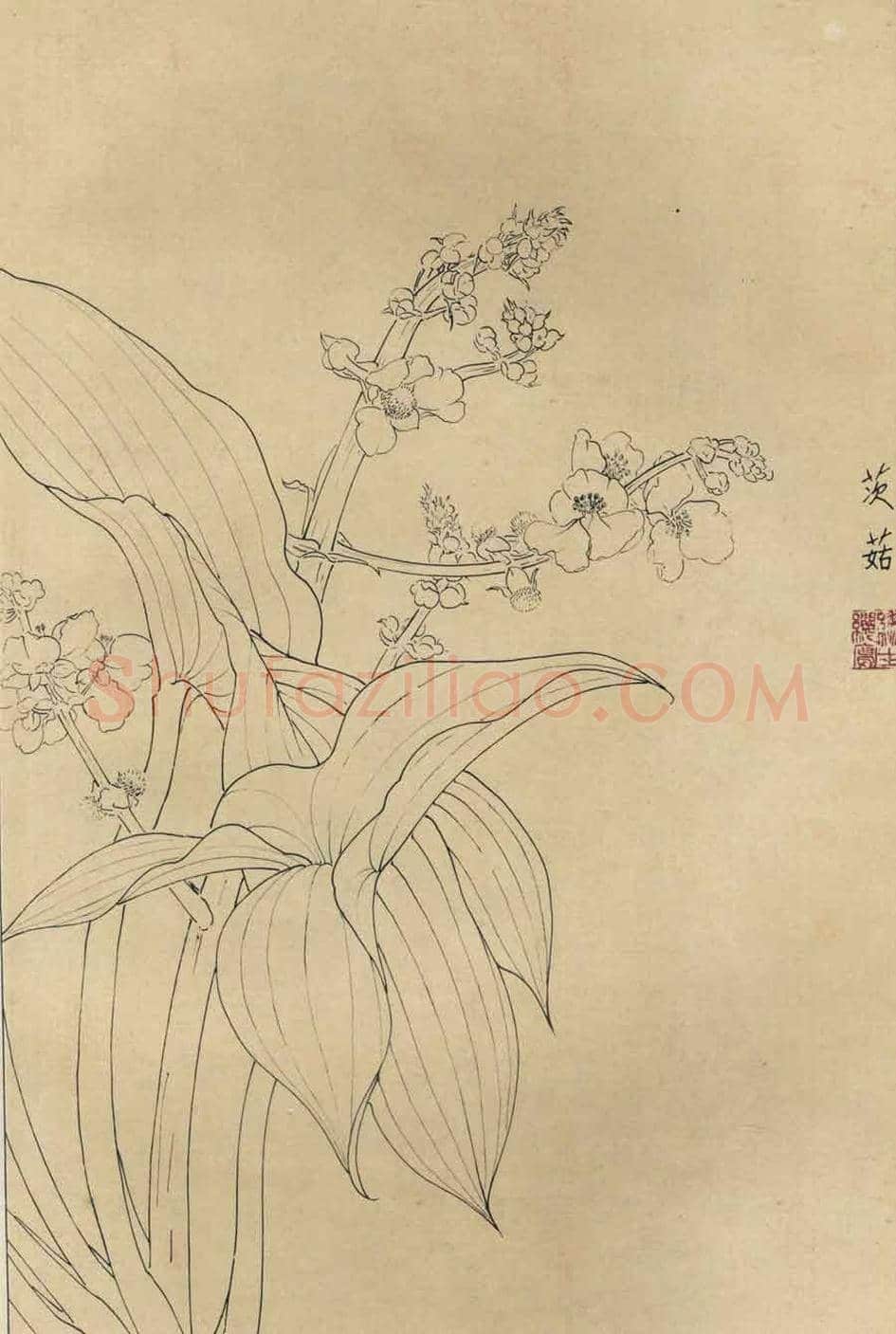 百花图谱大全【白描画】 | 书画资料