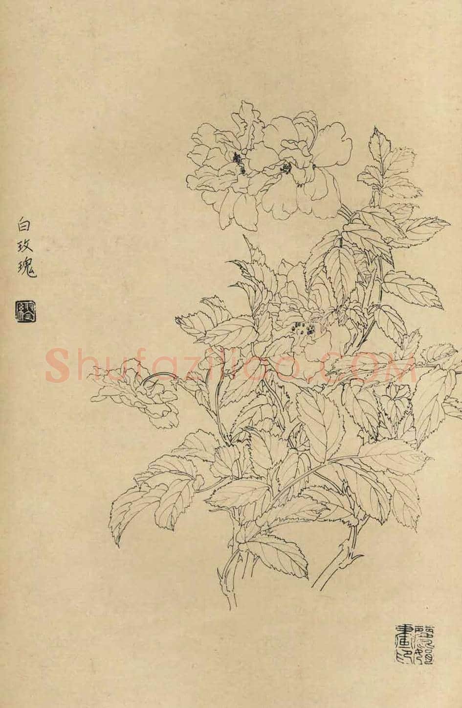 百花图谱大全【白描画】 | 书画资料