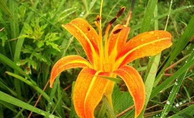 萱花：古画上的母亲花 | 书画科普