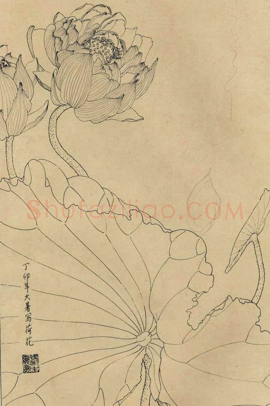 百花图谱大全【白描画】 | 书画资料