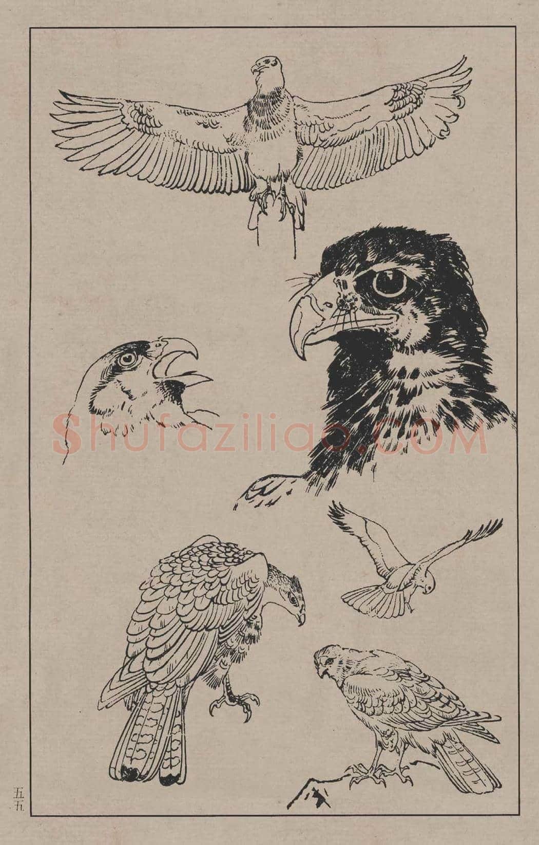 工笔画线描百鸟画谱，太美了 | 书画资料
