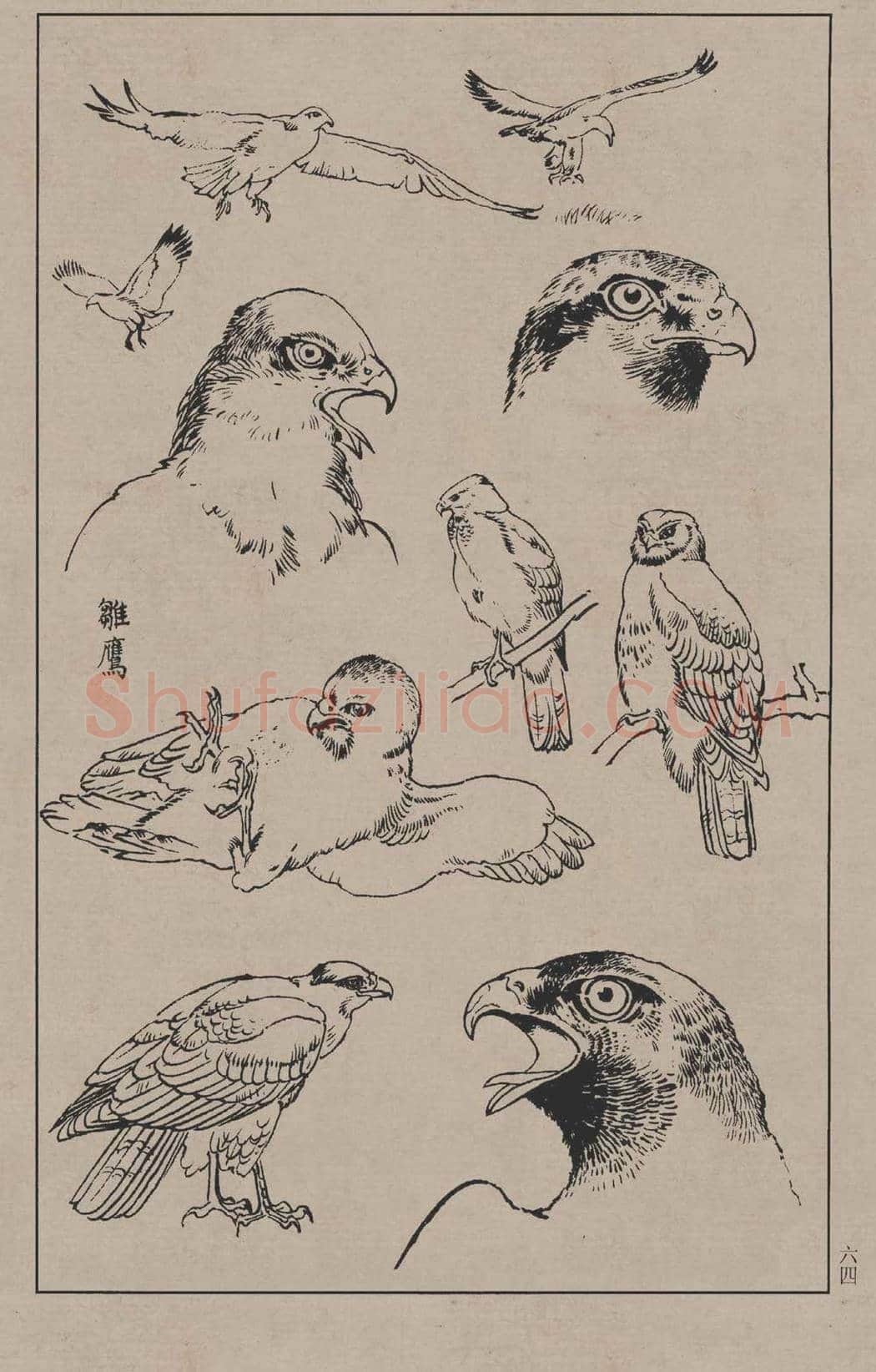工笔画线描百鸟画谱，太美了 | 书画资料
