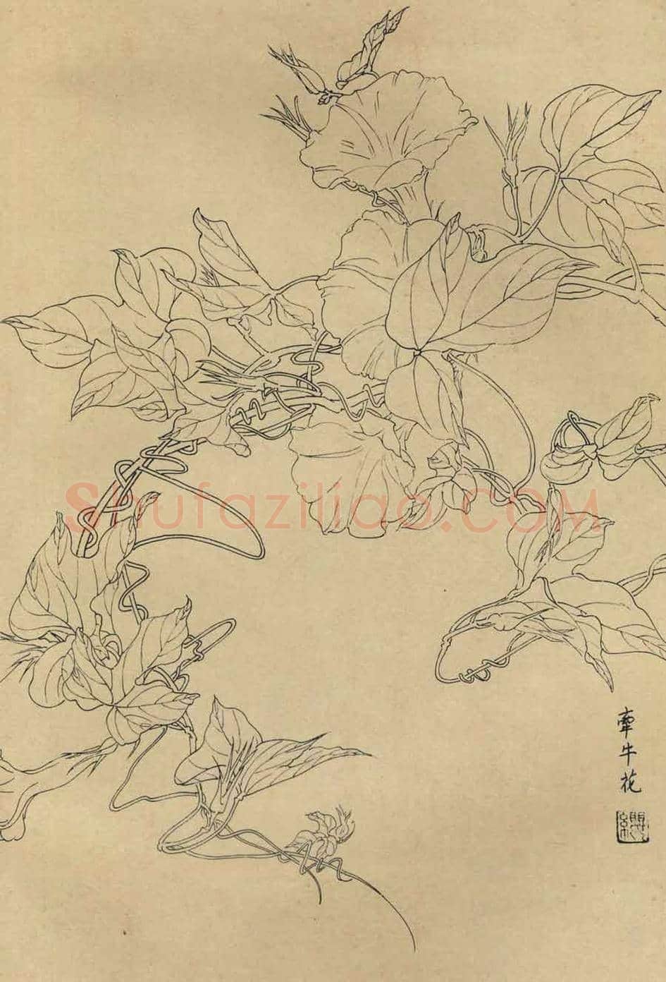 百花图谱大全【白描画】 | 书画资料