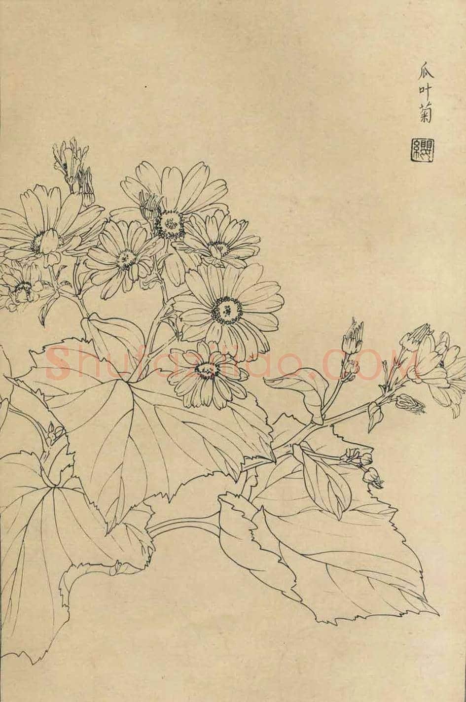 百花图谱大全【白描画】 | 书画资料