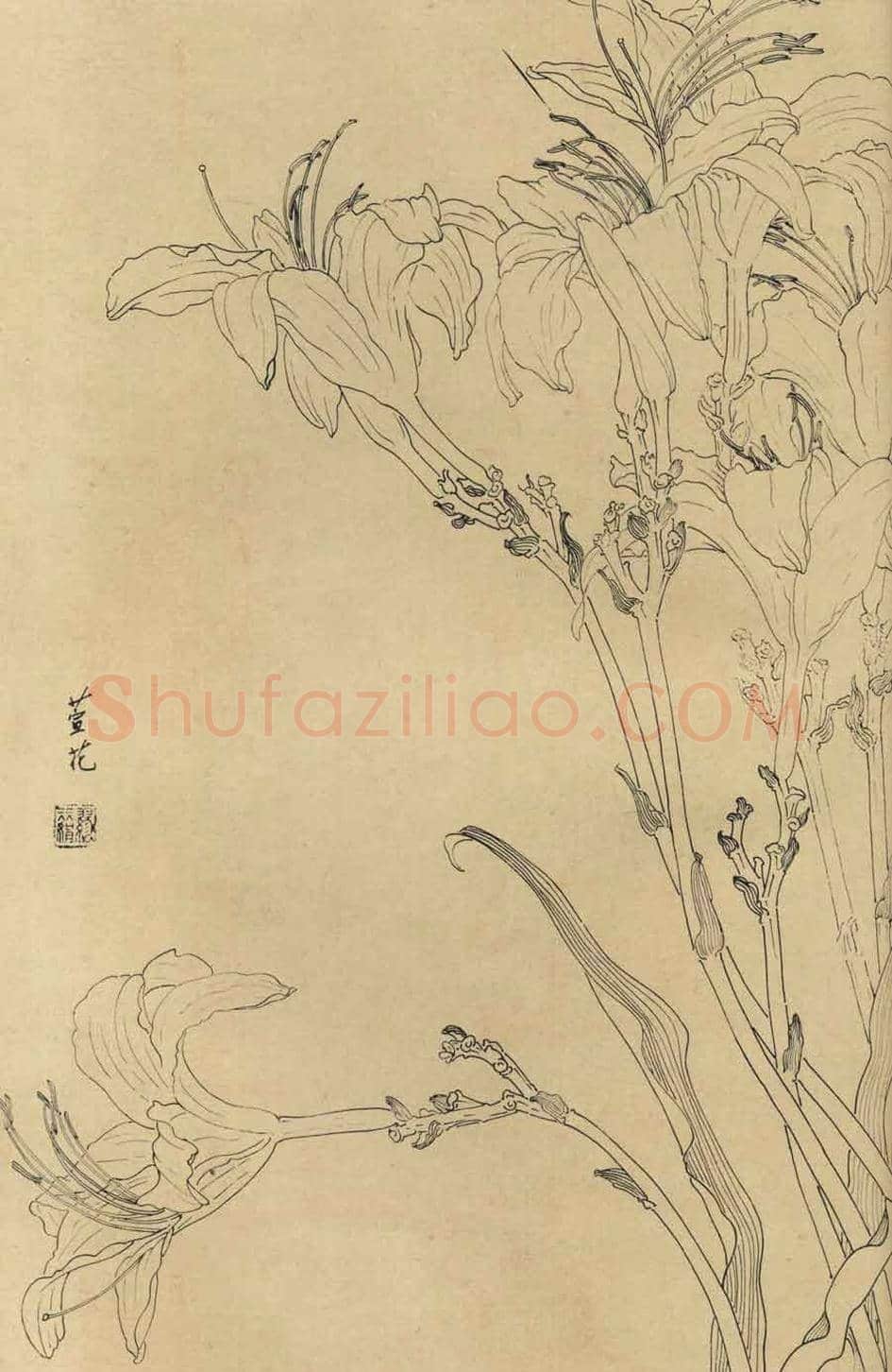 百花图谱大全【白描画】 | 书画资料