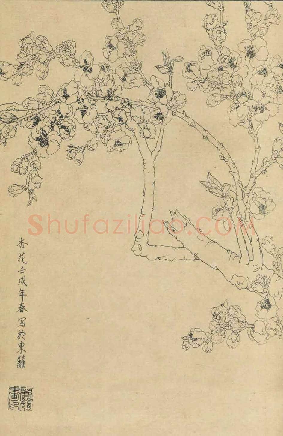 百花图谱大全【白描画】 | 书画资料