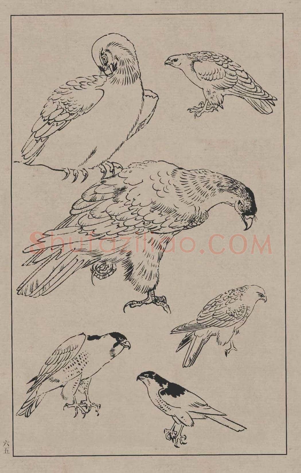 工笔画线描百鸟画谱，太美了 | 书画资料