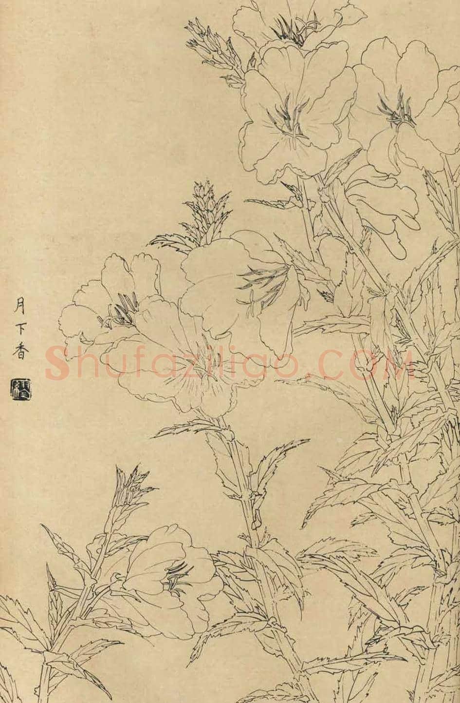 百花图谱大全【白描画】 | 书画资料