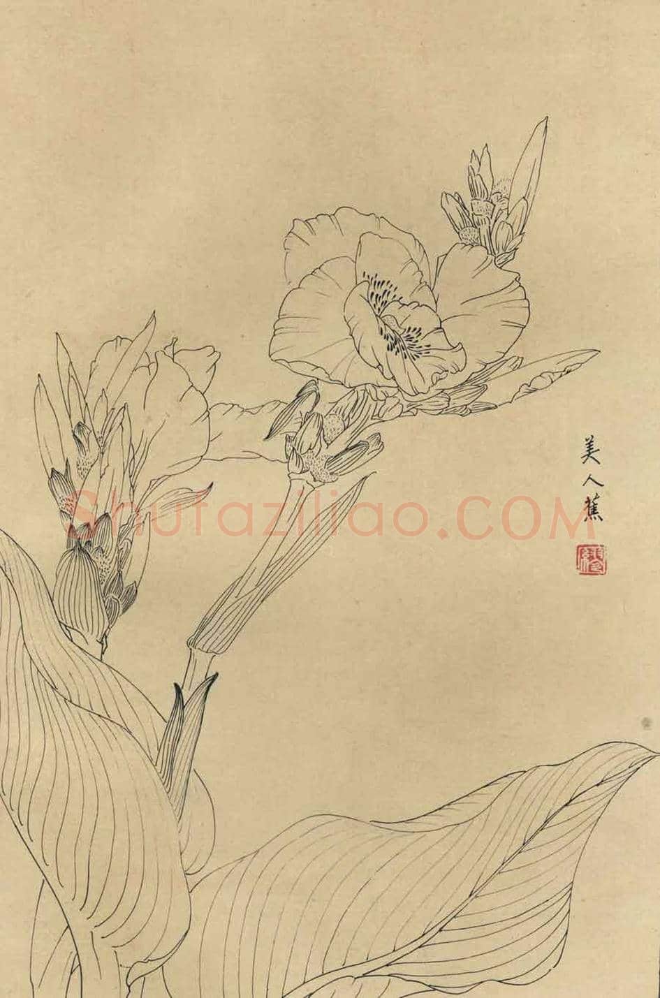 百花图谱大全【白描画】 | 书画资料