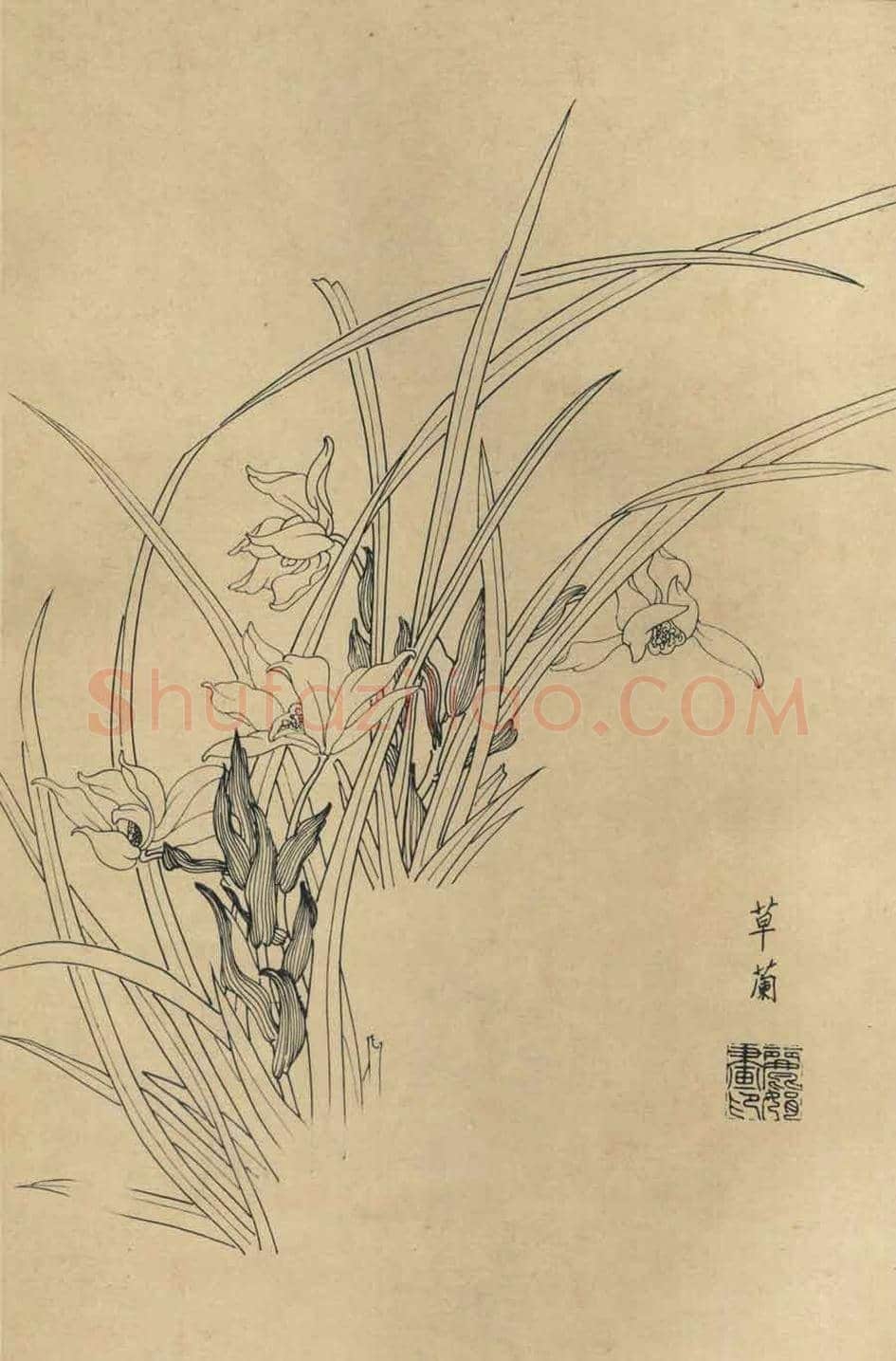 百花图谱大全【白描画】 | 书画资料