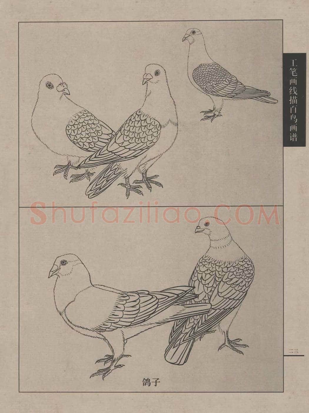 工笔画线描百鸟画谱，太美了 | 书画资料