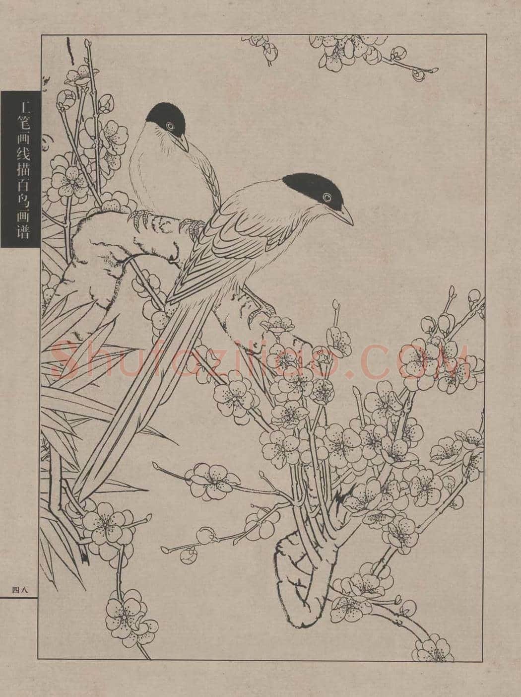 工笔画线描百鸟画谱，太美了 | 书画资料
