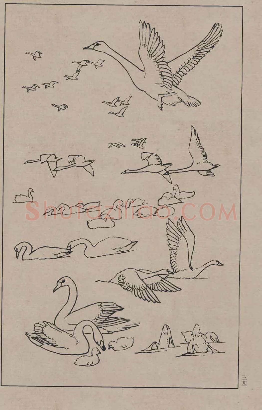 工笔画线描百鸟画谱，太美了 | 书画资料