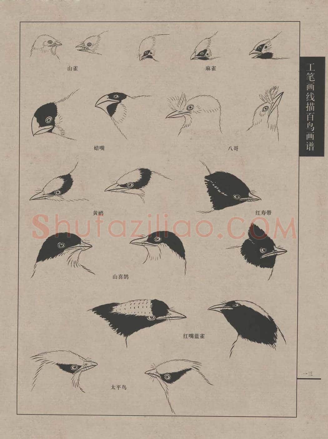 工笔画线描百鸟画谱，太美了 | 书画资料